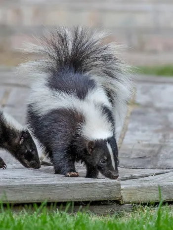 Three skunks on a porch