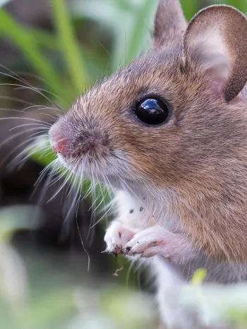 A wild mouse in the grass