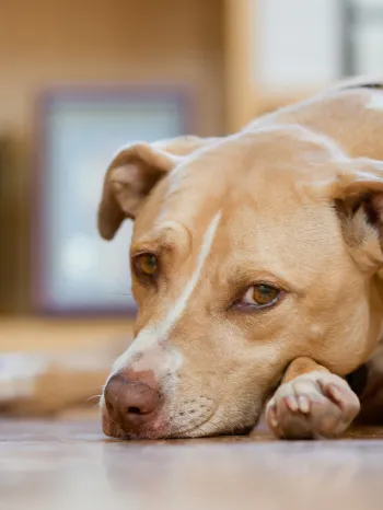 A tan dog lays on the ground looking sad