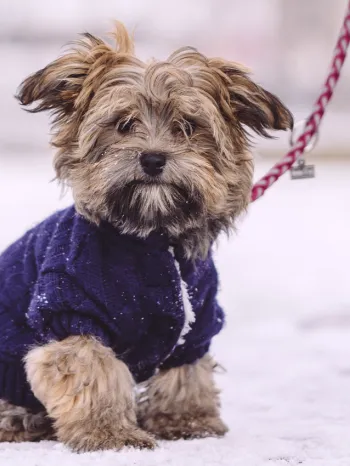 puppy sitting leashed on snowy wall