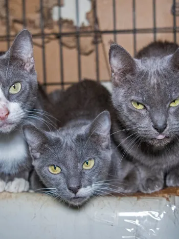 Three cats in dirty cage before being rescued from an alleged cruelty situation in Crystal Springs, MS