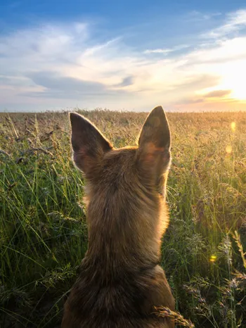 Dog looking at a sunset