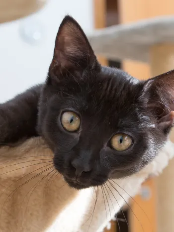 kitten relaxing inside cat bed stretching out paw showing claws