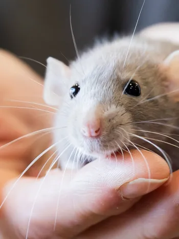 Person holding a cute pet rat