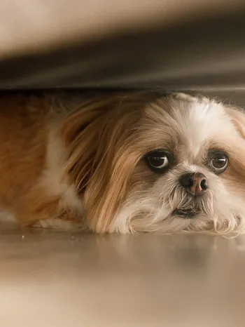 Small scared dog hiding under couch