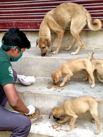 Man feeding street dogs in India. 