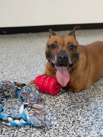 Rescued pit bull type dog with toys