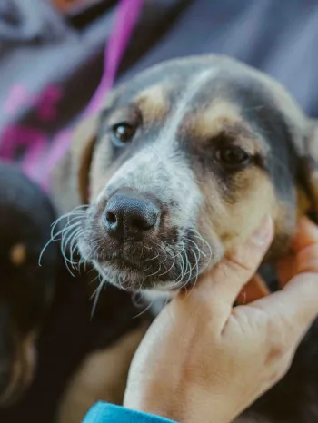 A person holds a dog