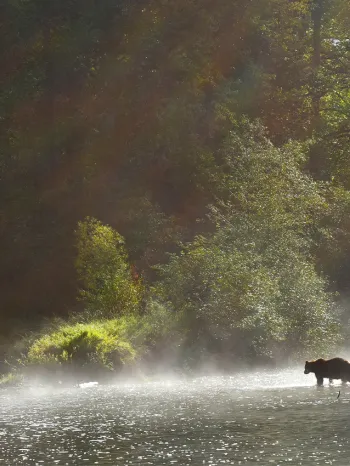 Wide shot of a grizzly bear walking on a riverbank with lush trees and rays of sunlight behind.