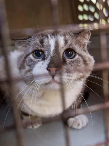 Cat rescued during Hurricane Florence response