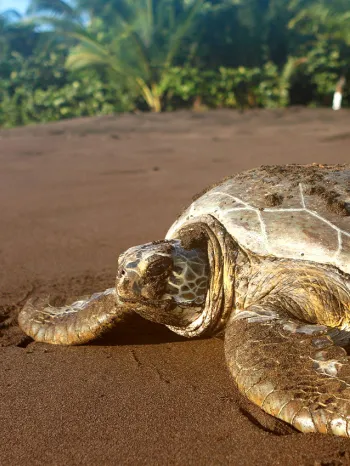 A sea turtle faces the ocean on a sandy beach with tropical trees in the background