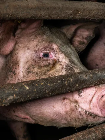 Pig behind bars