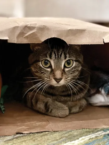 A cat curled up in a paper shopping bag.