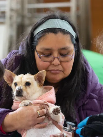 dog examined by vets