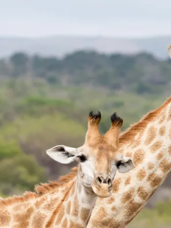 two giraffes together