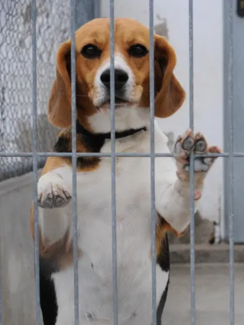 Beagle standing up in cage. This dog was used for testing and experiments.