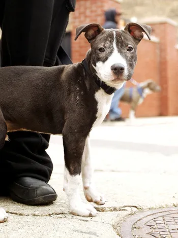 A gray pitbull puppy with white paws and a white snout stands quietly next to their owner and stares out at the camera.