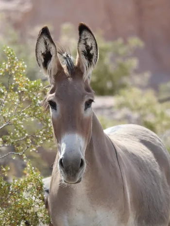 Wild burro in Arizona