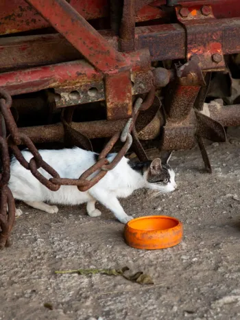 Sterilizing cats in Germany