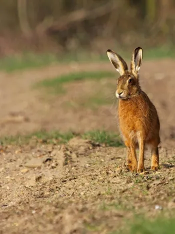 Brown hare