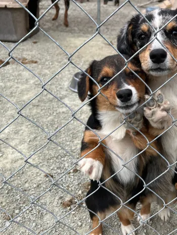 A group of three dogs stand next to a kennel