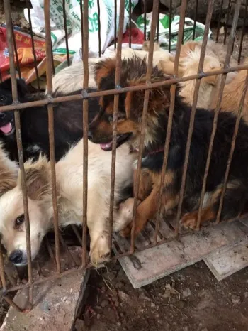 Dogs awaiting slaughter at the Yulin dog meat festival in China