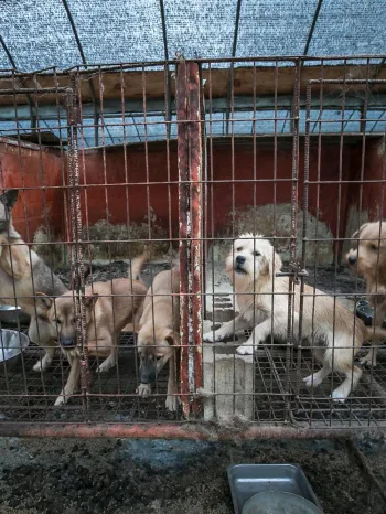 Dogs on a dog meat farm in South Korea