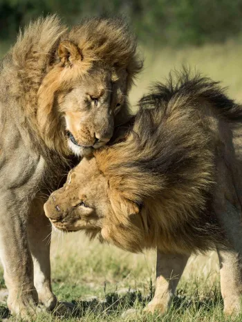 Lions