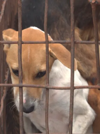 Dog rescued from Tomohon