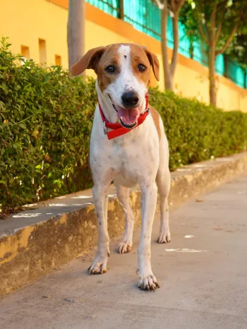 Dog in Lucknow, India