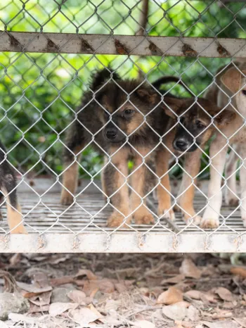 Dogs caught up in the dog meat trade in Viet Nam
