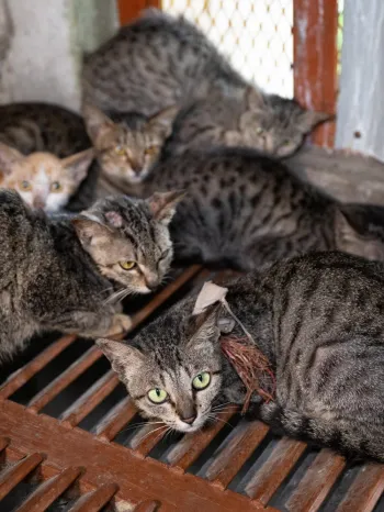 Cats rescued from the Viet Nam cat meat trade