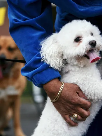 Community work with dogs