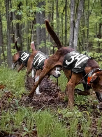 During a hunting contest, a pack of dogs thunder along a trail as they pursue captive animals in an enclosed "train and trial" pen. 
