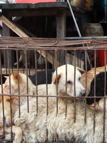 Dogs in cage, about to be slaughtered for meat 