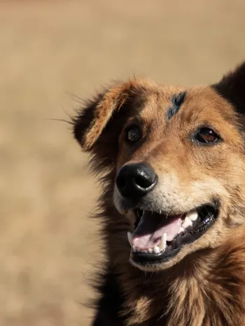 A friendly dog during an spay/neuter event in South Africa