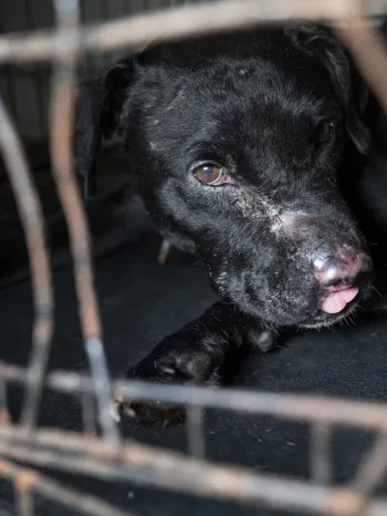 Black dog with scarring consistent with dogfighting