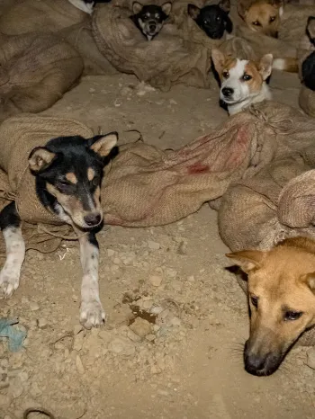 Dogs being kept in a darkened room, their bodies restrained in sacks and some with their mouths tied shut, prior to being slaughtered at a dog meat market