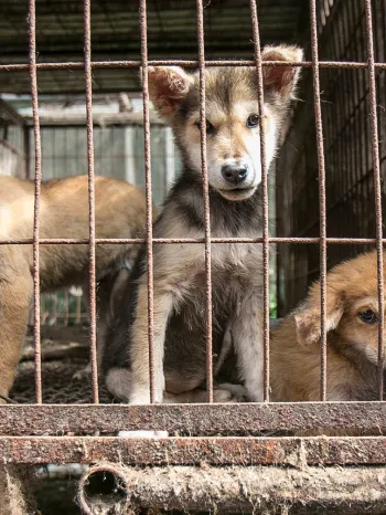 Dogs look out from behind rusty cage bars before being rescued