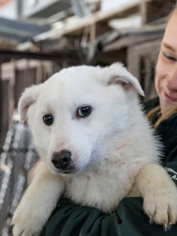 Dr. Katherine Polak interacts with a dog at a dog meat farm
