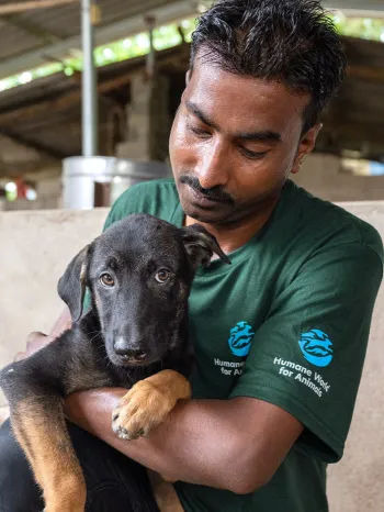 Staff members wearing Humane World for Animals branded clothing, interact with dogs affected by the dog meat trade