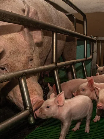 Mother pig with piglets