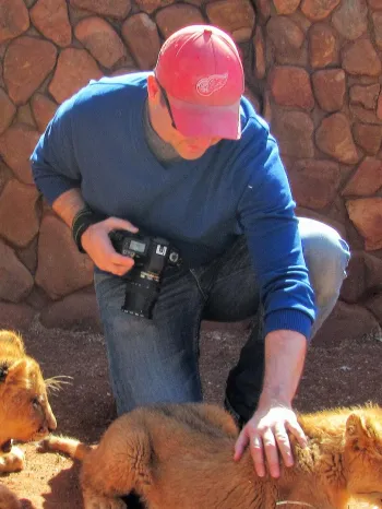 Captive bred lion cubs being petted by tourists as a facility in South Africa