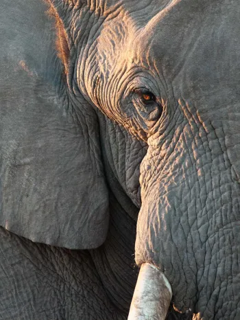 Closeup of an elephant
