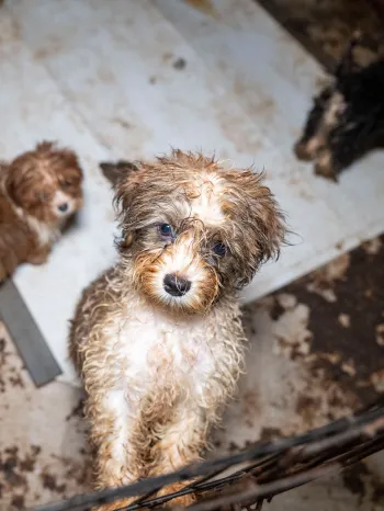Small havanese dogs look up from dirty pen