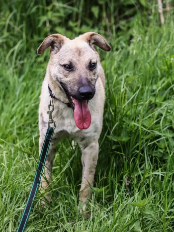 Dog rescued from Ukraine