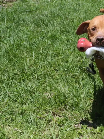 A dog with a toy