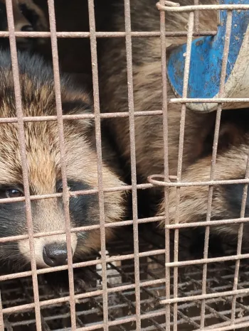 Raccoon dogs on a fur farm
