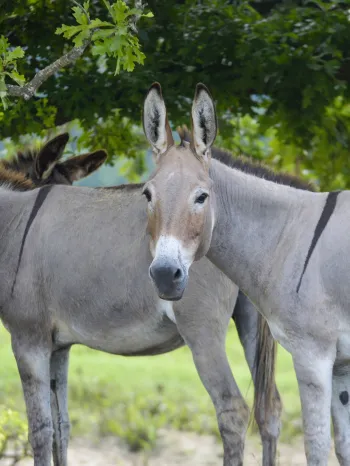 Donkeys enjoy roaming 800 acres at Black Beauty Ranch