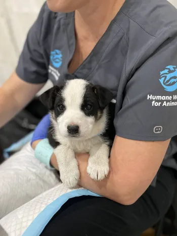 RAVS staff vet holding puppy